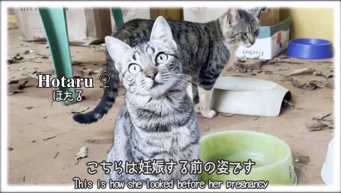 カメラを見つめる標準体型の母猫