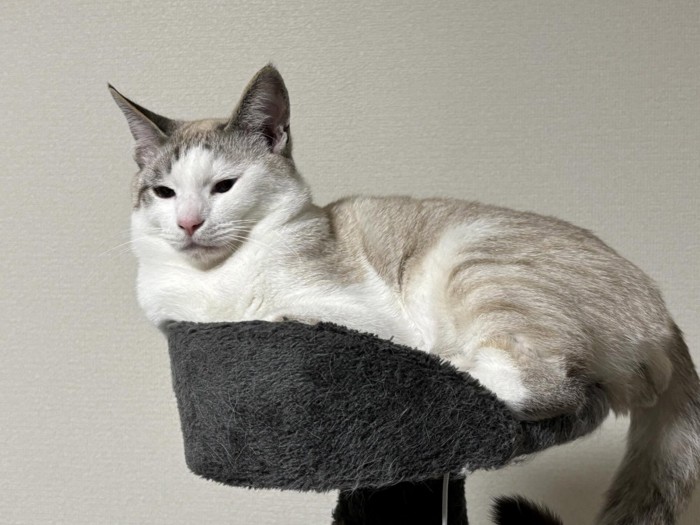 キャットタワーに座る猫