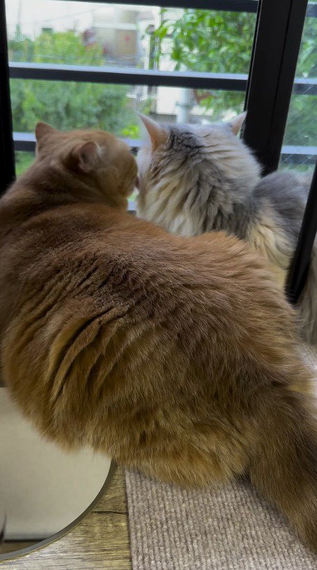 三毛猫の顔を舐める茶トラ猫