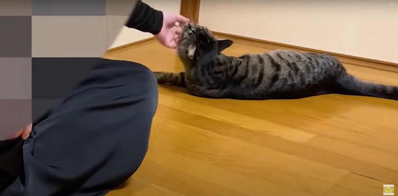 撫でられるぴーすけくん