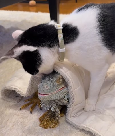 イグアナの顔を齧る猫