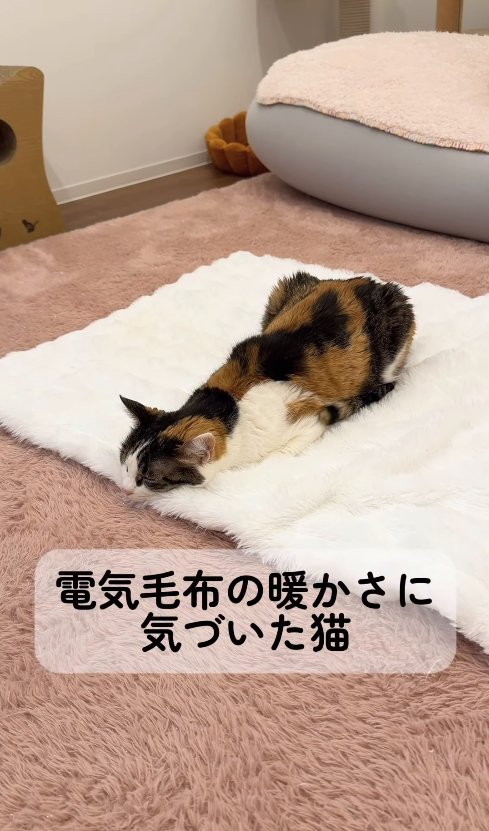 香箱座りのままアゴを床につけている猫（斜め上アングル）