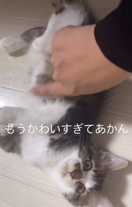 甘える子猫