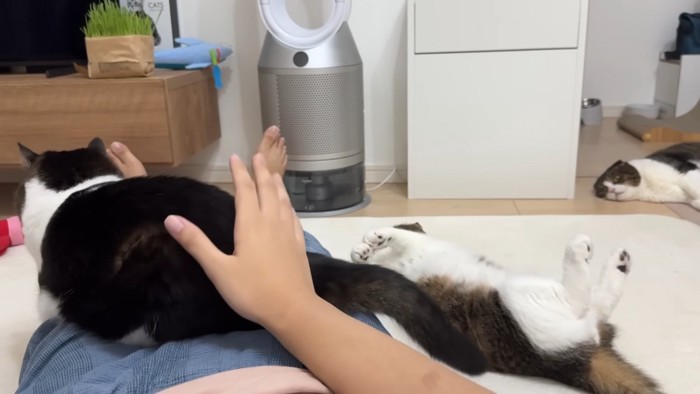 猫に囲まれるパパさん