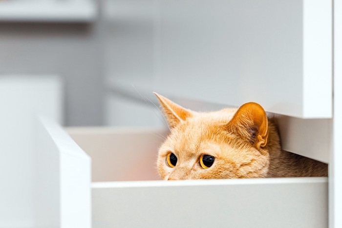 白い引き出しの中に隠れる猫