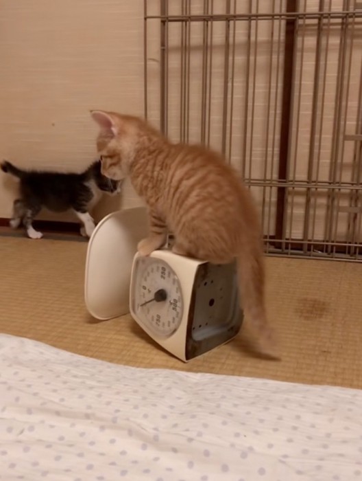 はかりの上で震える子猫