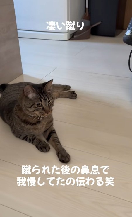 荒い息のキジトラ