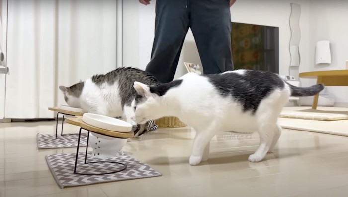 ご飯を食べる2匹の猫