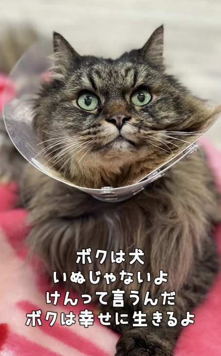 カメラ目線の犬くん