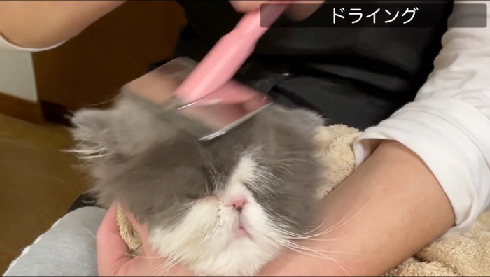 頭にブラシをかけられる猫