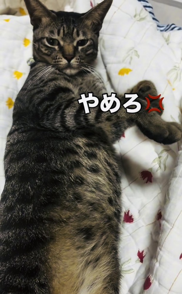 お腹をつつかれて怒るキジトラ猫