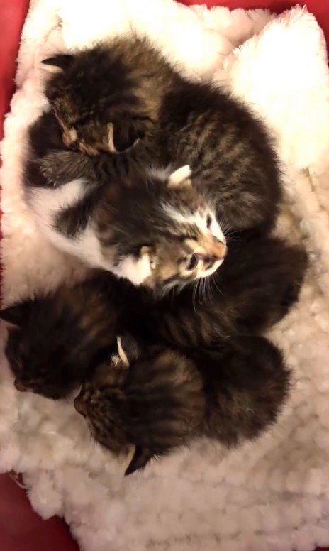 キャリーバッグの中にいる子猫たち
