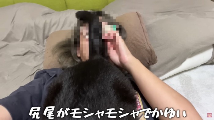 飼い主さんが痒がっている