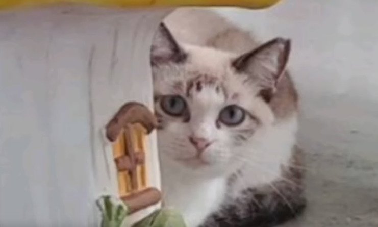 物陰から見る猫