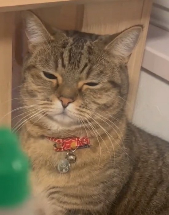 目がショボショボする猫