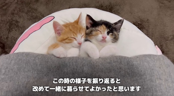 一緒に眠る子猫達