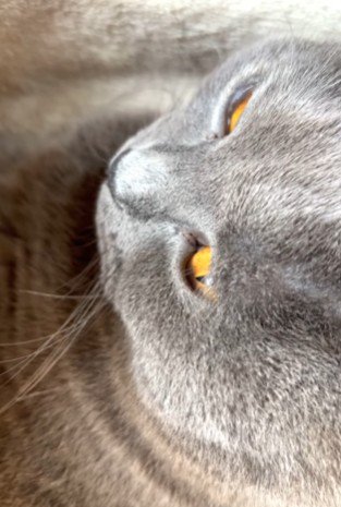 金色の瞳で見上げる猫