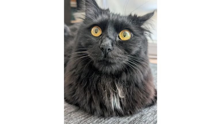 見上げる猫