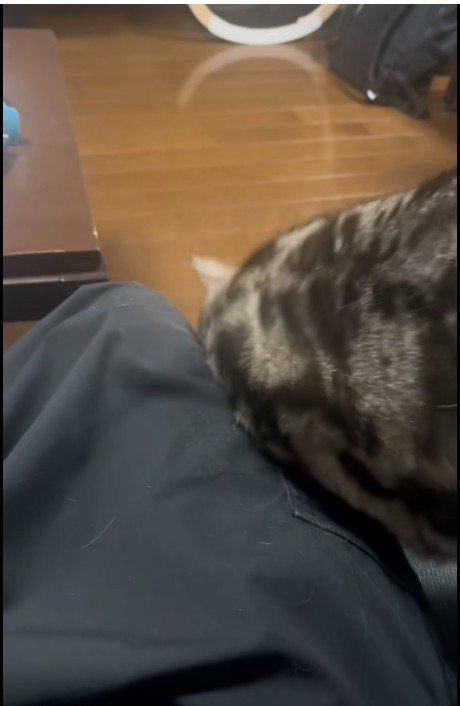 人に甘えている猫