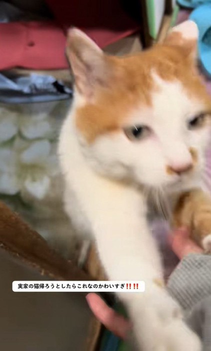 しがみつくねこちゃん