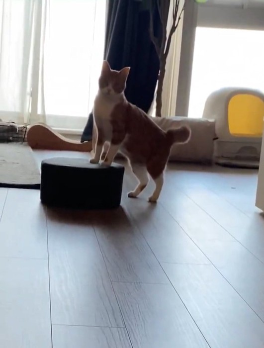 前足を高くしてしっぽが膨らむ猫