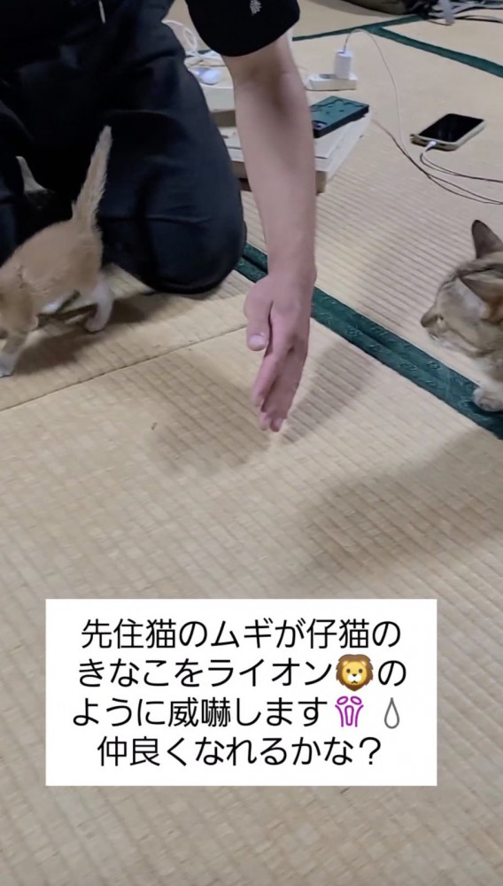 仔猫を目で追いかける猫