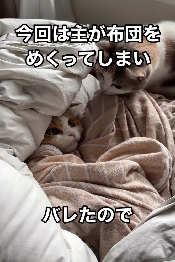 隠れている猫をのぞく猫