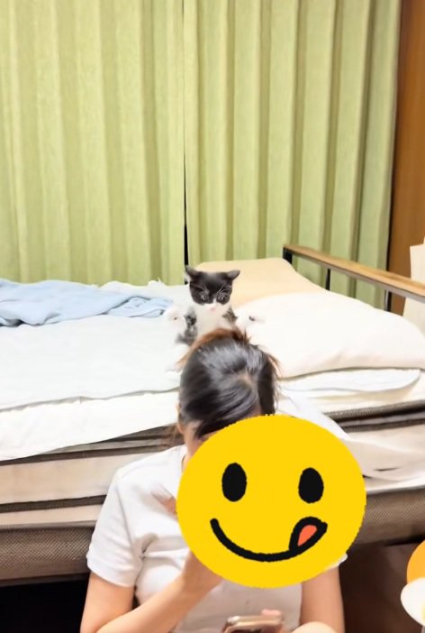 ベッドの上で飼い主さんの髪にじゃれつく子猫とスマホを見る飼い主