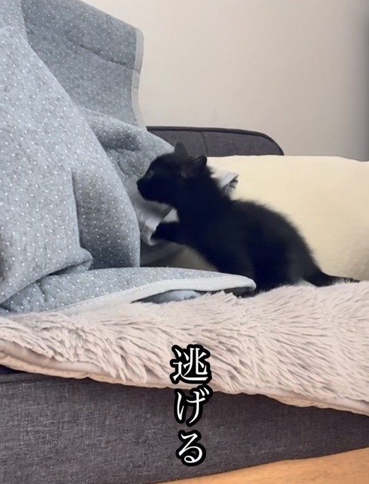 飼い主さんから逃げる子猫