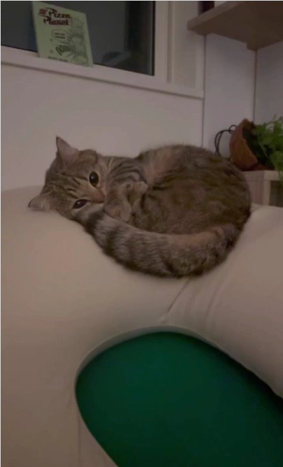 クッションの上にいる猫