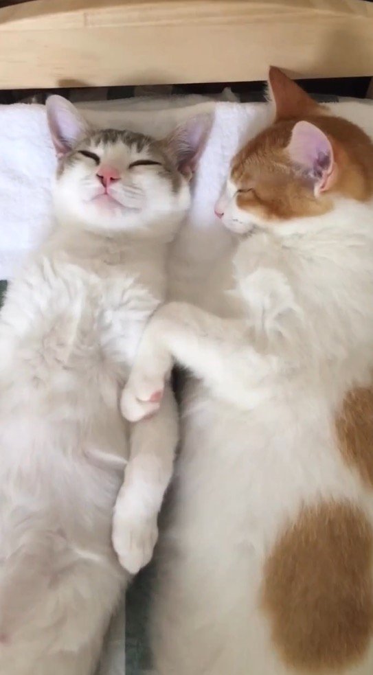 ぐっすりと眠る2頭の猫