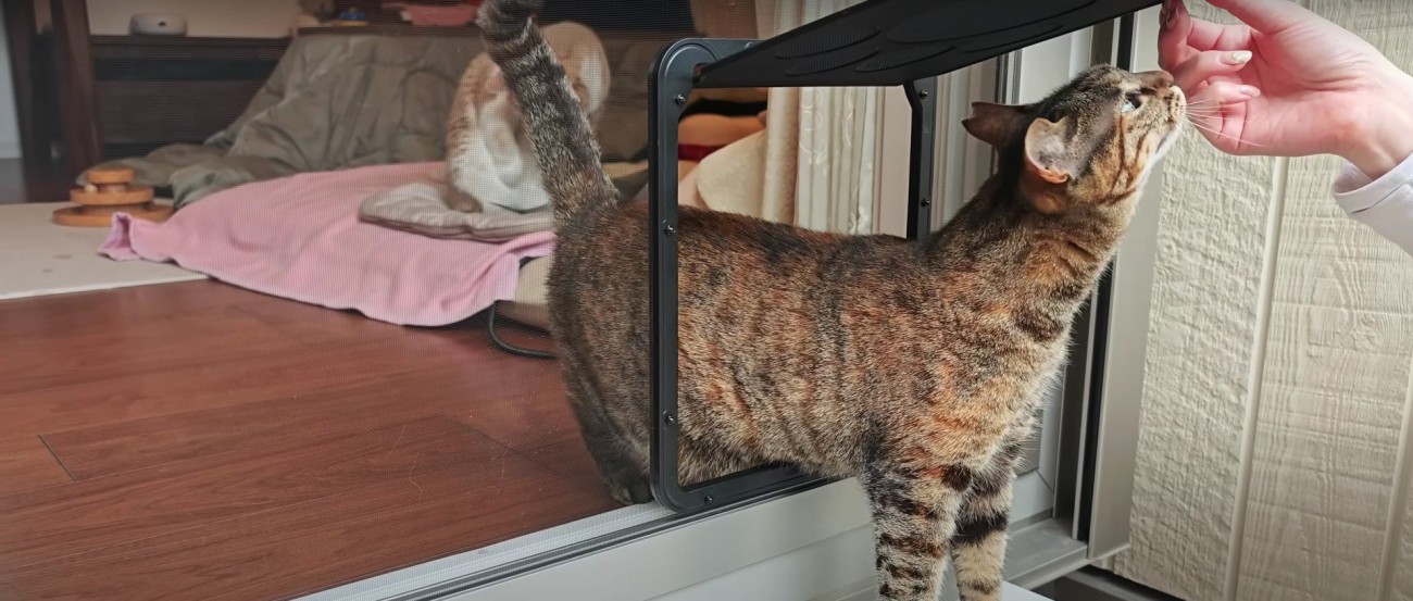 扉をくぐる猫%%練習中