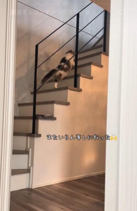 階段をのぼる猫