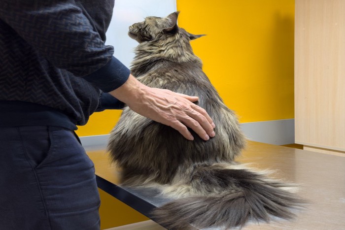 猫の腰のあたりを撫でる飼い主