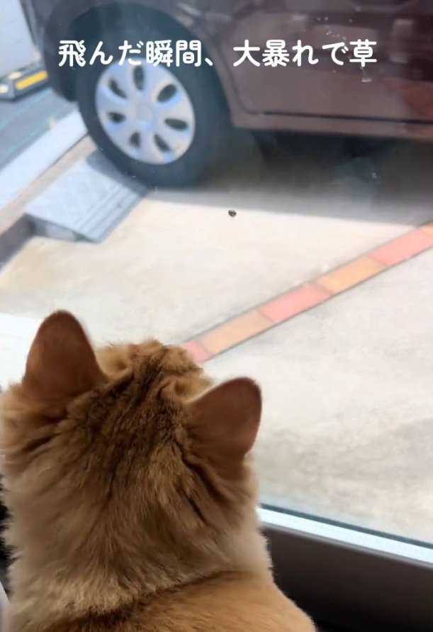 虫を見つめる猫