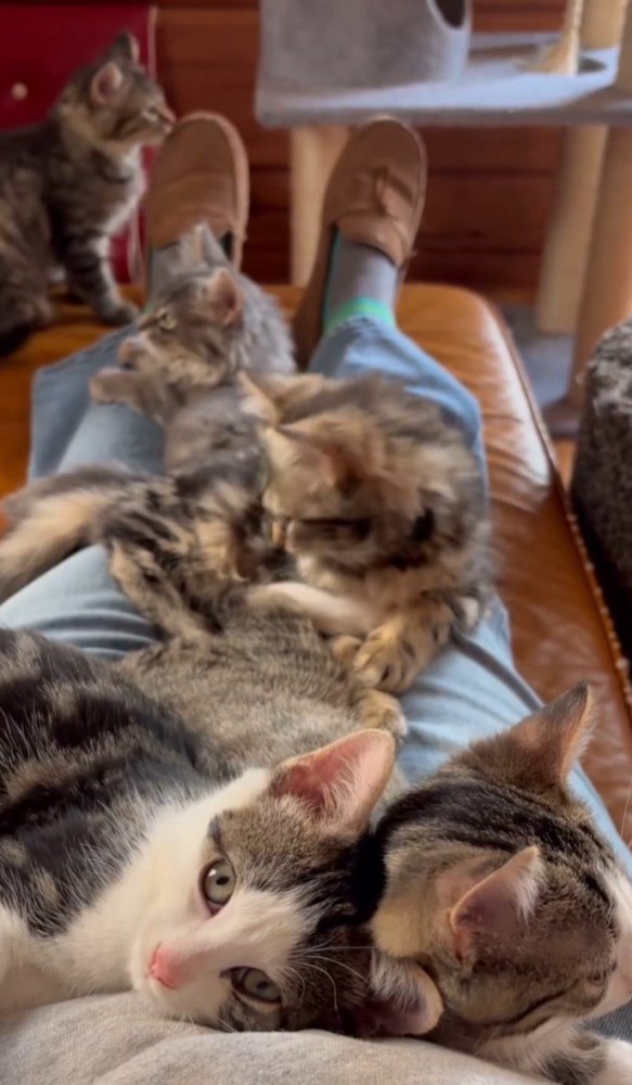 子猫5匹。足を嗅ぐ