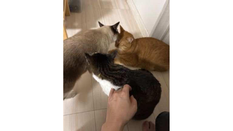 室内にいる猫