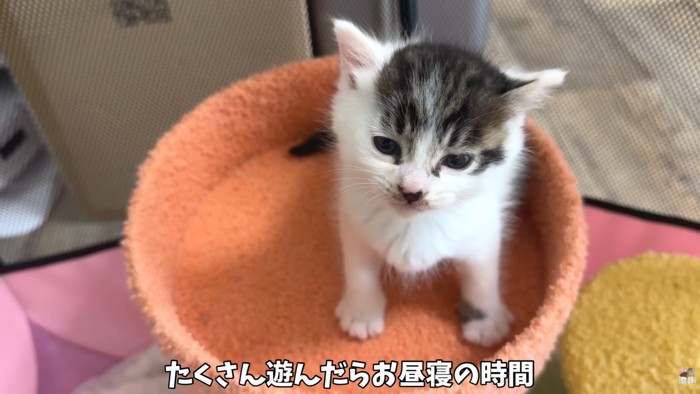 テロップ「たくさん遊んだら～」