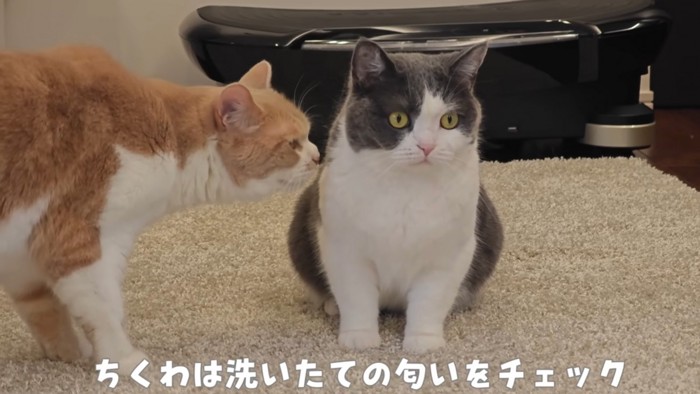 ふわふわの猫