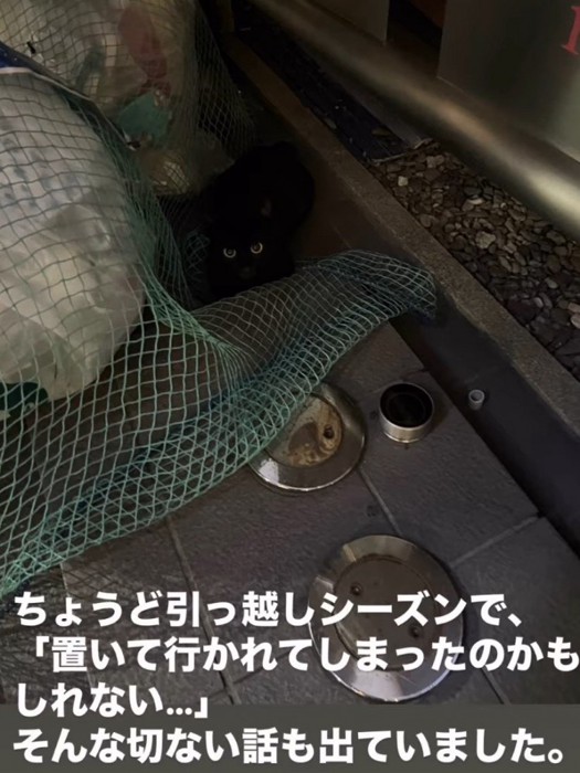 ネットの近くに座る猫