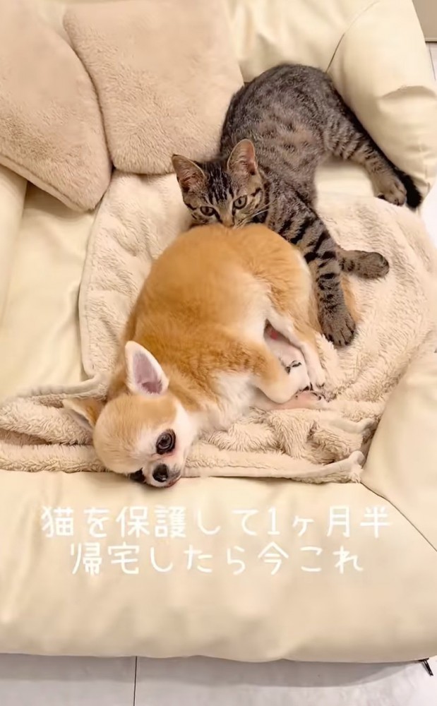目を開ける子猫