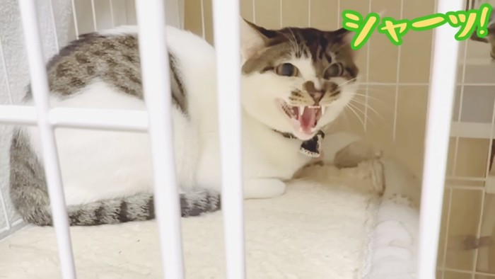 ケージの中で威嚇する猫