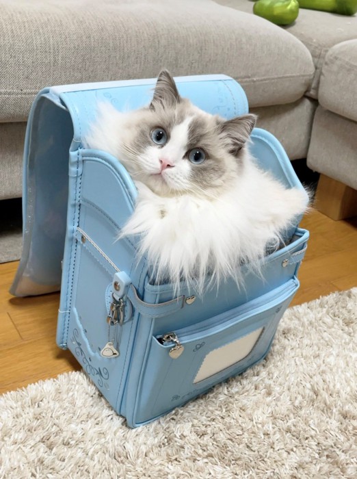 ランドセルに入っている猫