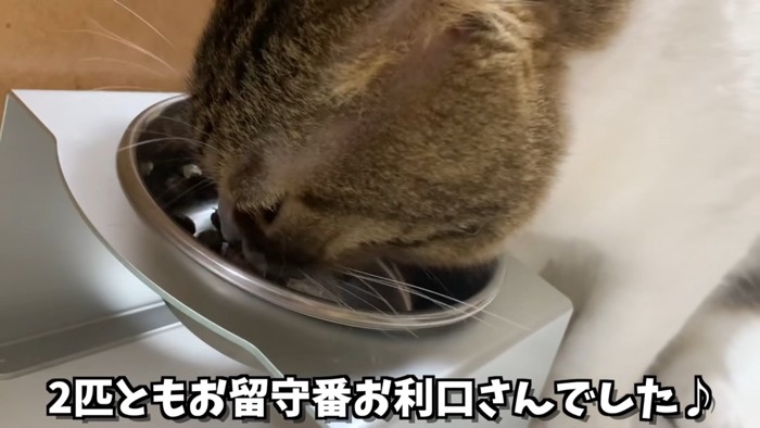 ごはんを食べる猫