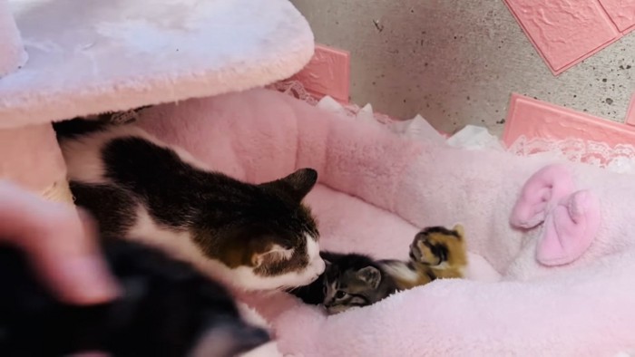 子猫の匂いを嗅ぐ保護猫