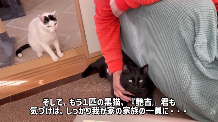 テロップ「そして、もう一匹の黒猫~」