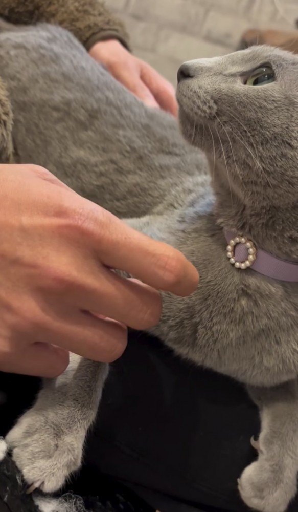 上を見上げる猫の写真