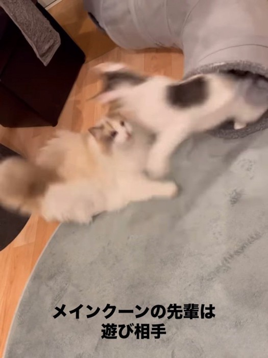 成猫に飛びかかる子猫
