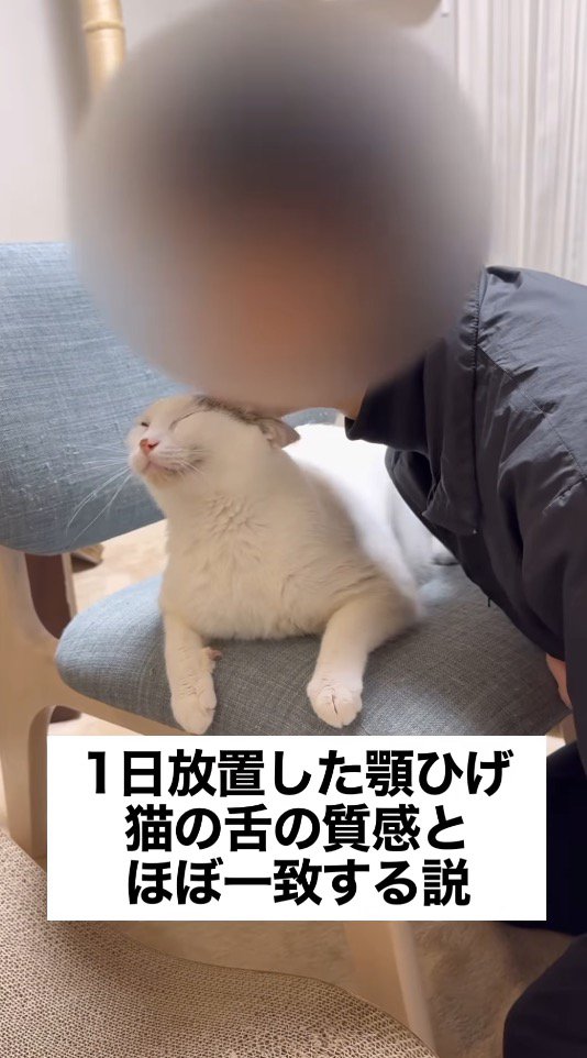伏せをする猫の頭にアゴを乗せる飼い主
