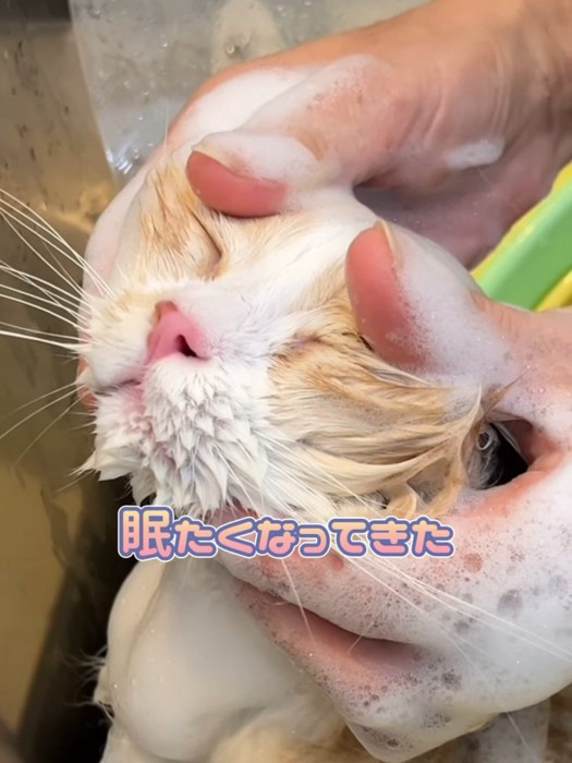顔を触られる猫